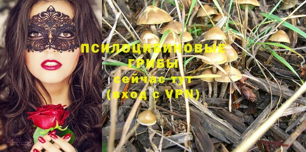 прущие крисы Новозыбков